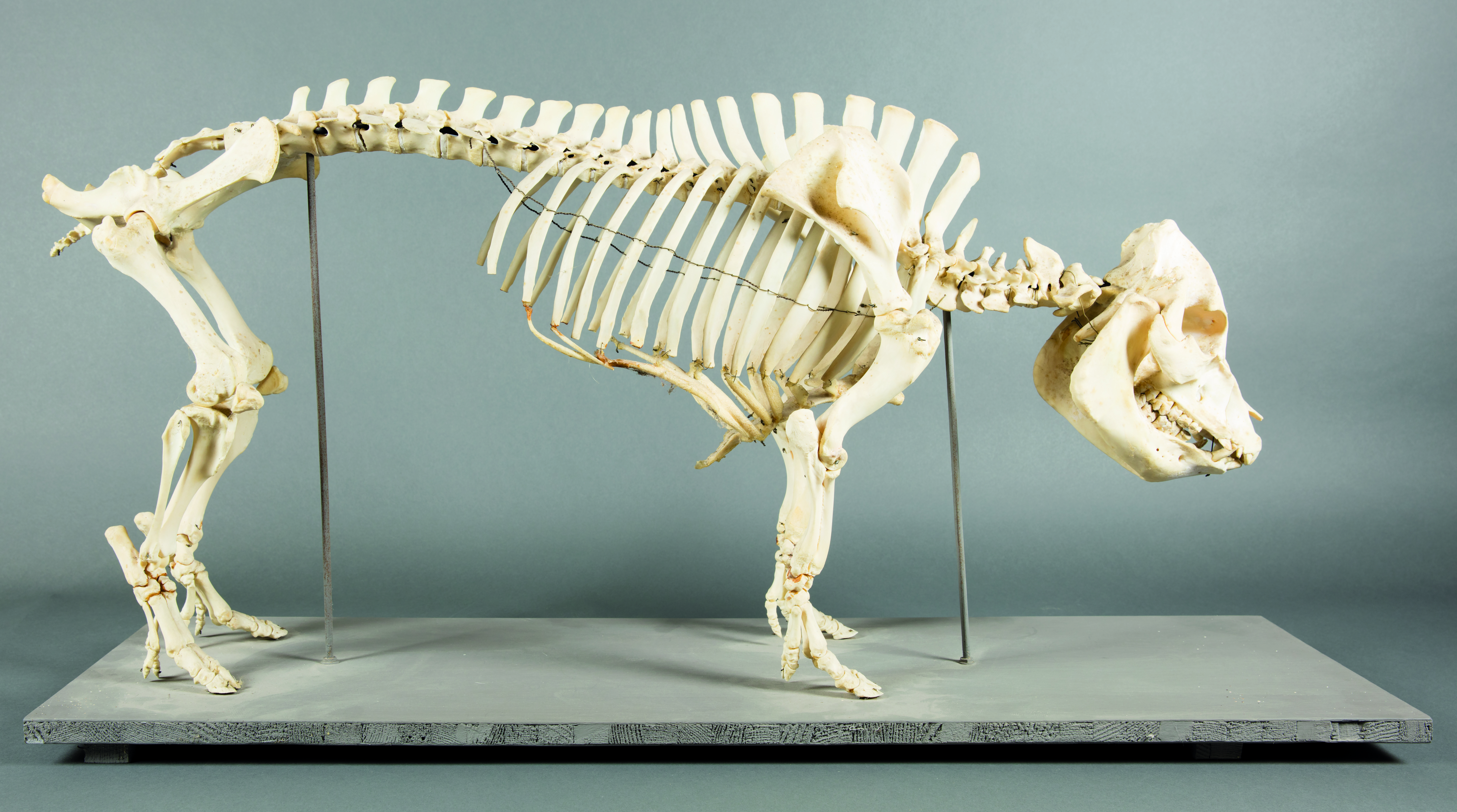 Nutztiere im Fokus der Wissenschaft