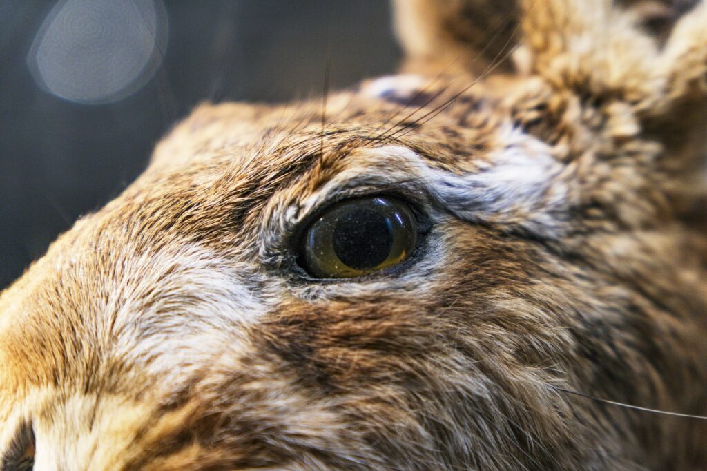 Die Sammlung der Wildtierwissenschaften
