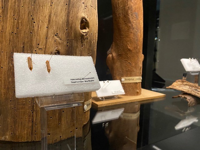 Die Forstzoologische Sammlung der Universität Göttingen