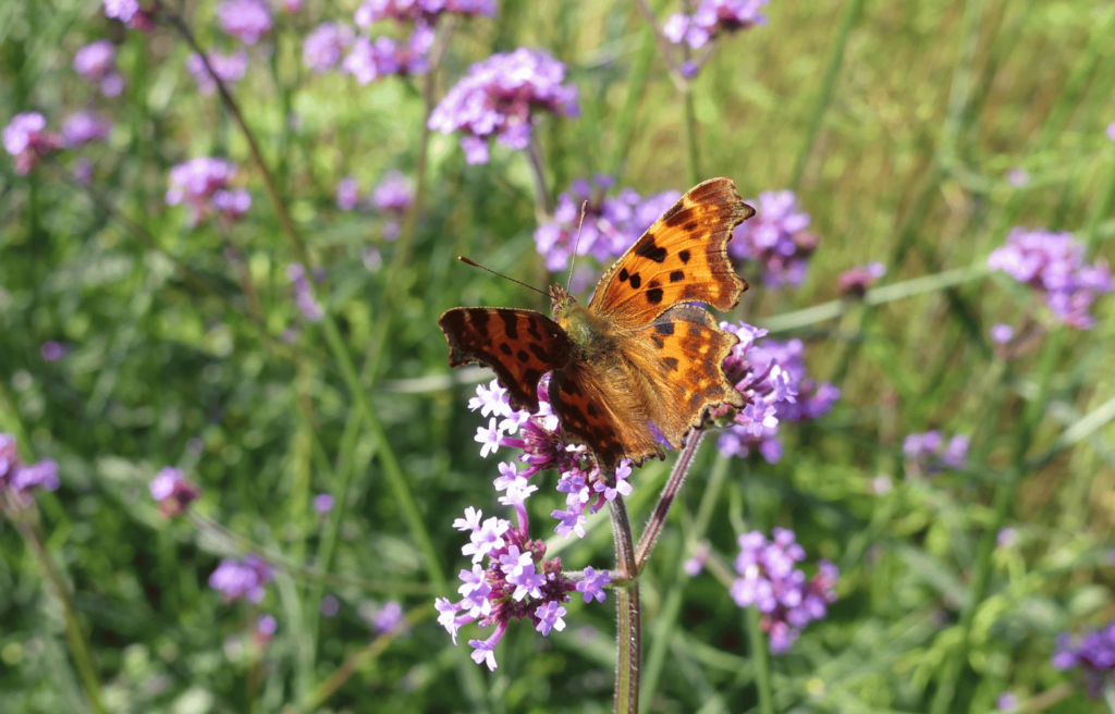 Der Schlüssel zur Insektenoase